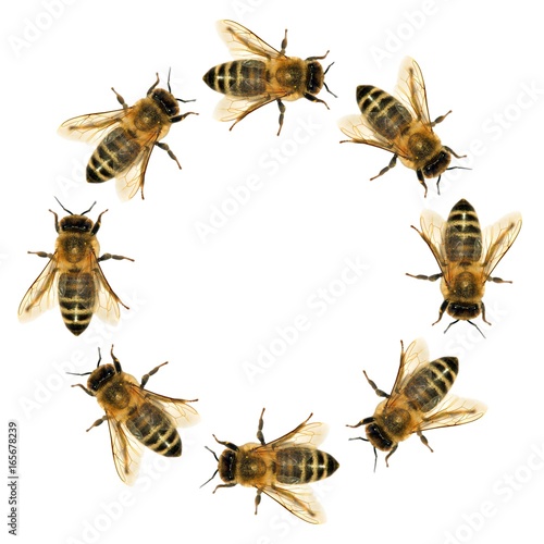 group of bee or honeybee in the circle