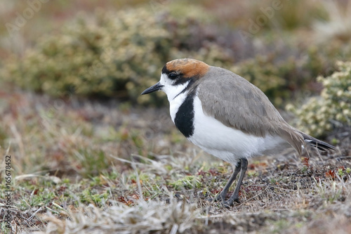 Two-banded Plover (Charadrius falklandicus) adult in breeding plumage standing on short vegetation, Sealion Island, Falkland Islands, November 2016