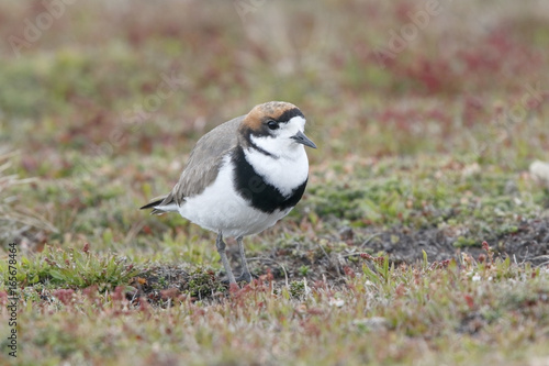 Two-banded Plover (Charadrius falklandicus) adult in breeding plumage standing on short vegetation, Sealion Island, Falkland Islands, November 2016