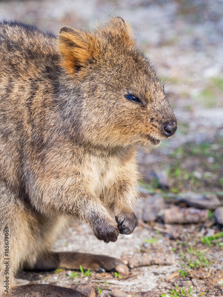 Naklejka premium Quokka Portrait