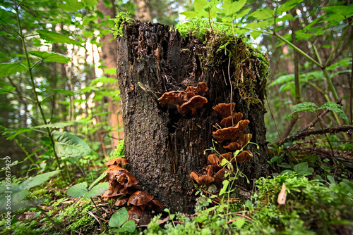 Lingzhi mushroom on a stump in the forest