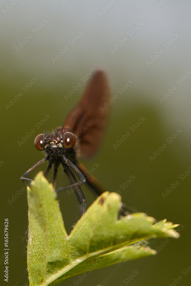 Bronzene Prachtlibelle Bronzene Prachtlibelle