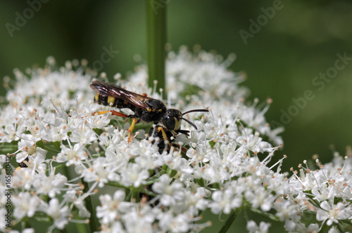 Little wasp with prey © Silvia Hahnefeld