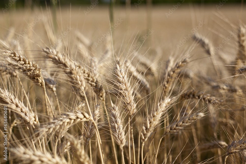 Fototapeta premium Fields of golden color wheat