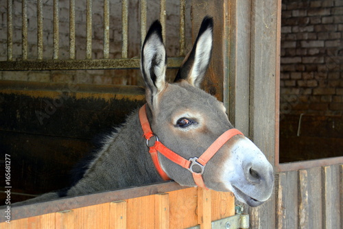 Esel im Stall © Wiltrud