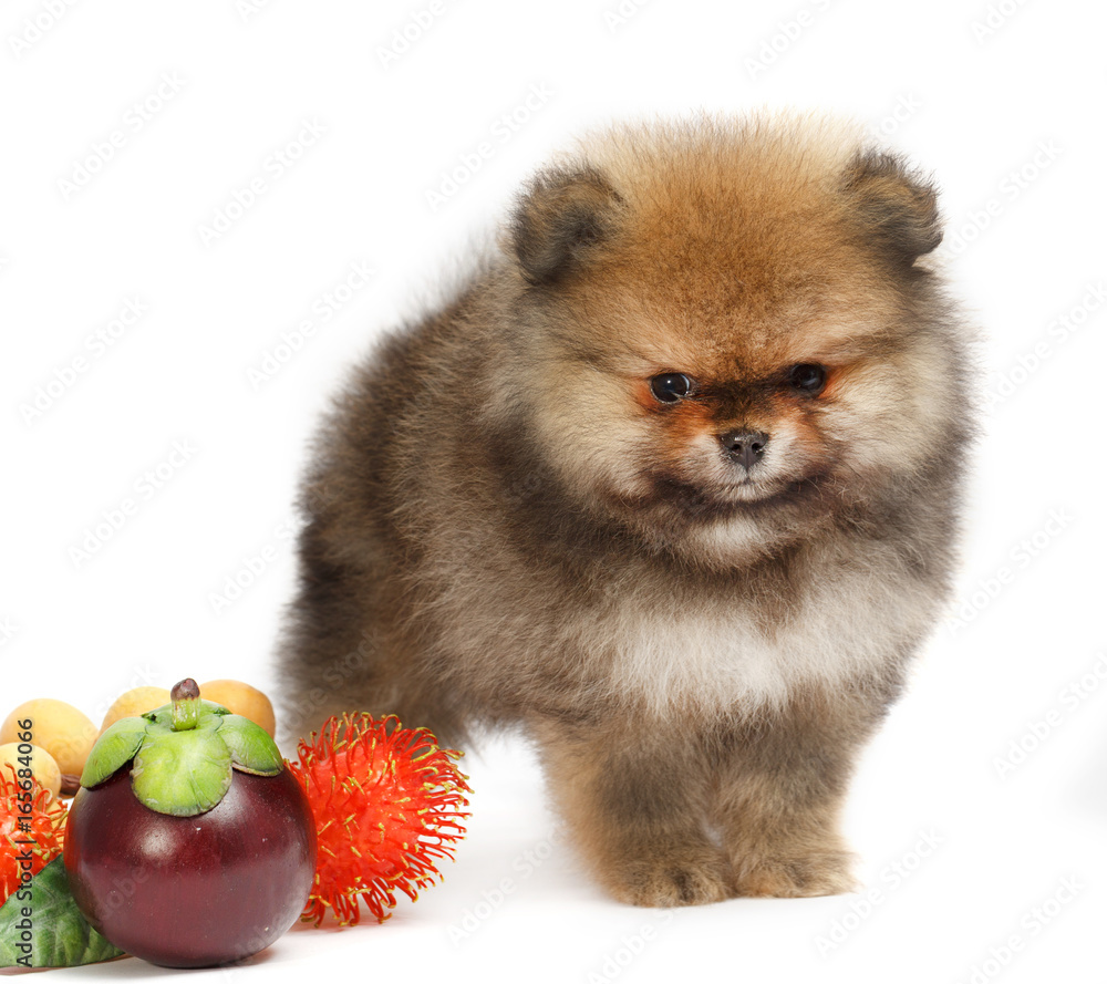 Obraz premium Pomeranian on white background, puppy, dog, isolated