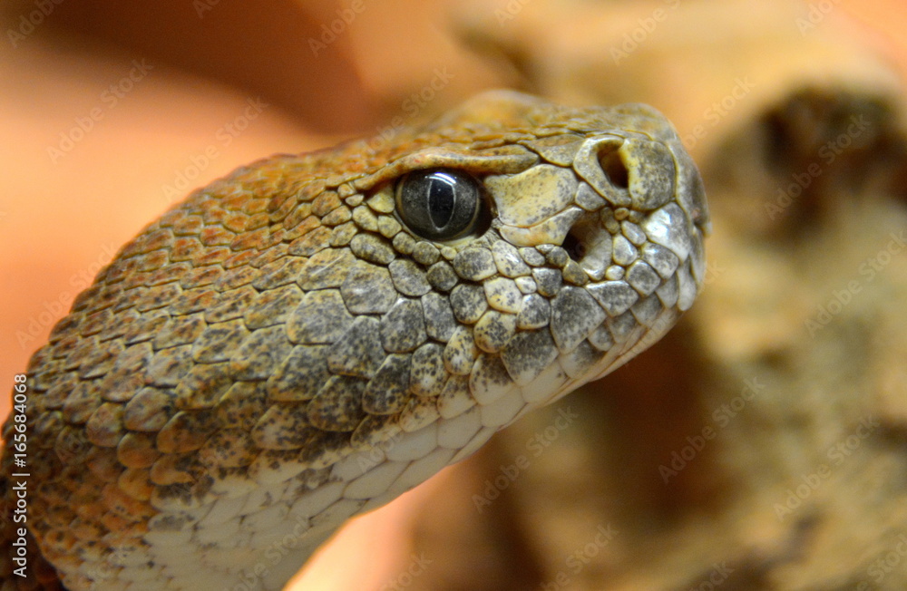 Naklejka premium Diamant-Klapperschlange