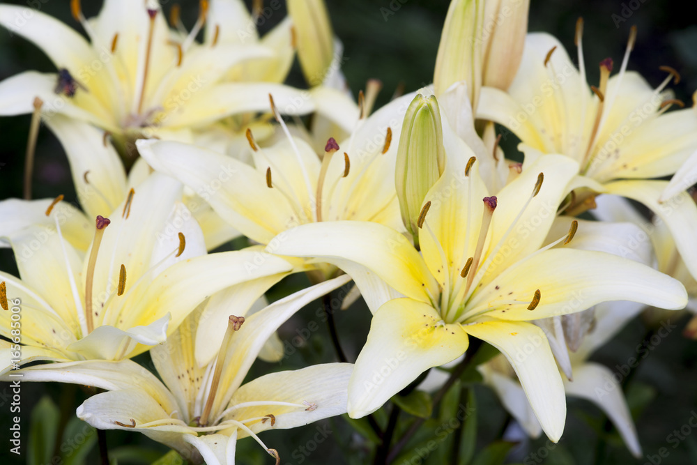 yellow lily flower, floral background, summer backdrop yellow lily flower, floral background, summer backdrop