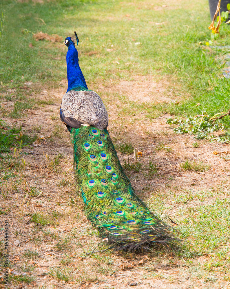 Obraz premium Peacock