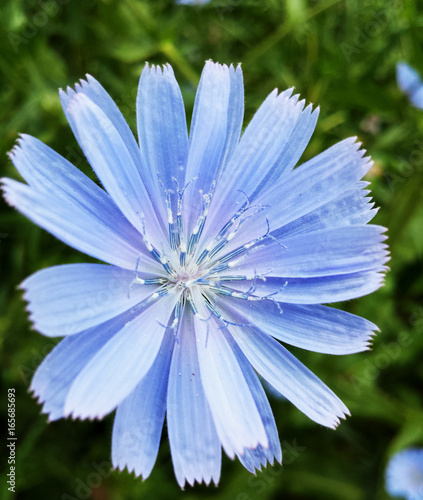 Blue flower of Chicory ordinary in summer day