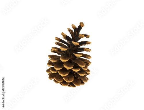 Pine cone on a white background
