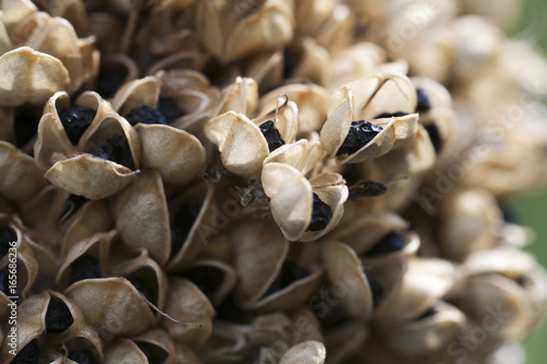 flower seed, floral background, summer backdrop