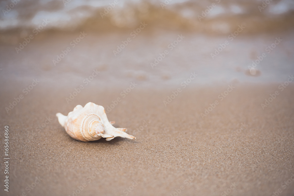 close up view of white seashell lying on sandy beach close up view of white seashell lying on sandy beach