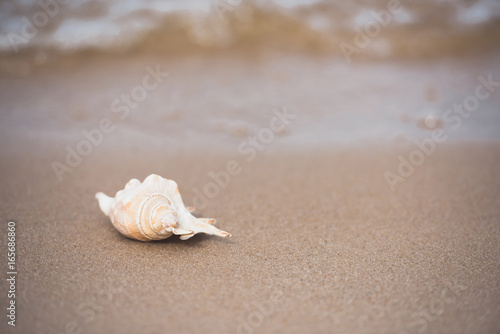 close up view of white seashell lying on sandy beach