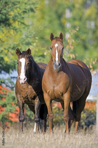 Bay Quarter Horse and Thoroughbred standing together at summer pasture, watching.