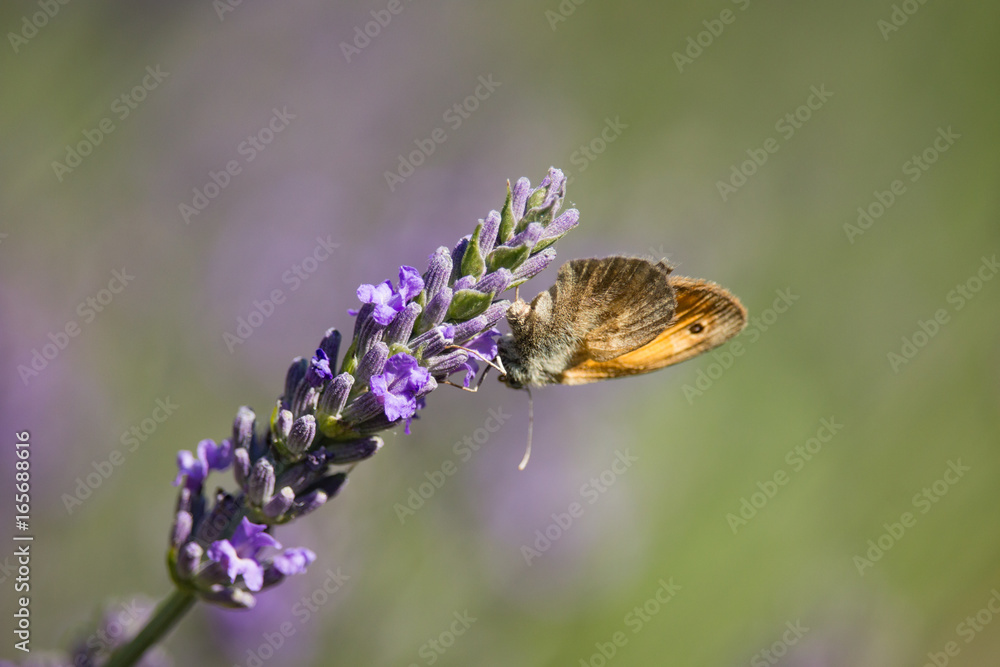 Maniola jurtina on Lavandula Flower Maniola jurtina on Lavandula Flower