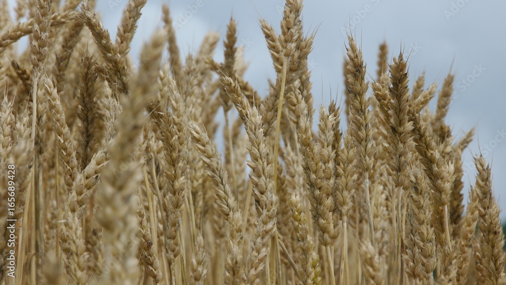 Fototapeta premium 小麦畑