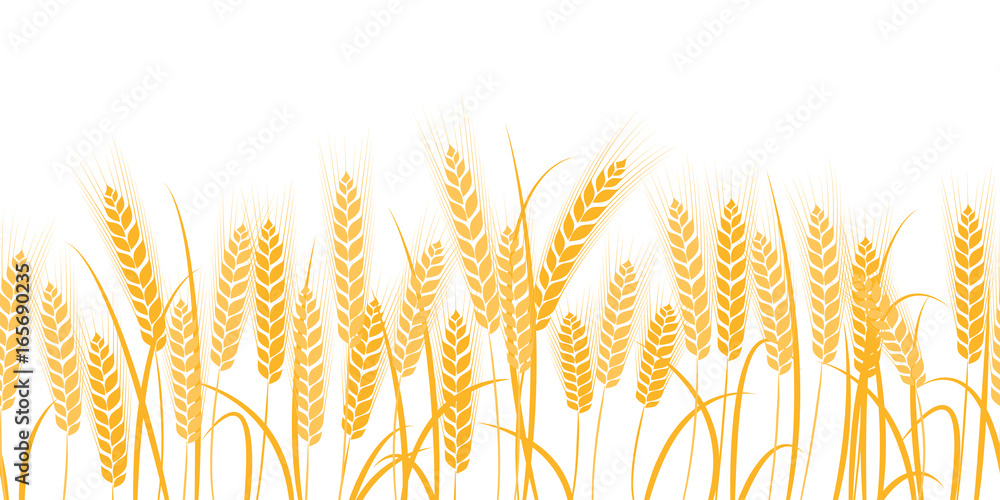 Vector silhouette of wheat. Wheat in the field on a white background. Vector silhouette of wheat. Wheat in the field on a white background.