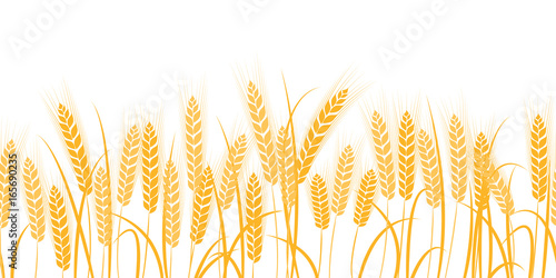 Vector silhouette of wheat. Wheat in the field on a white background.