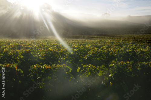 Dawn in the vineyards of Bordeaux  France