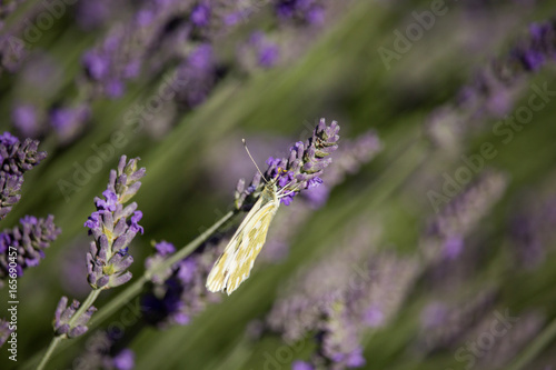 Pontia daplidice on Lavandula Flower