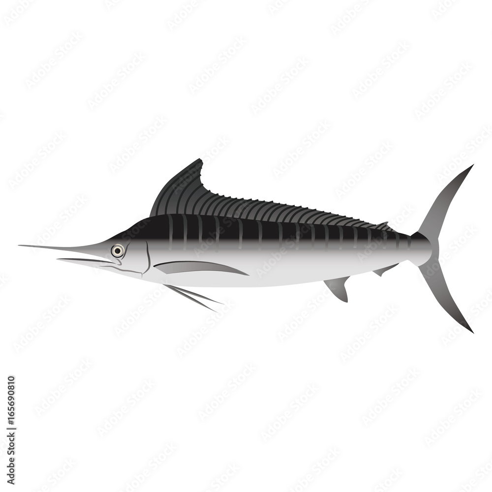 Fototapeta premium マカジキ