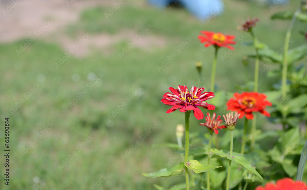 Beautiful flowers in the garden in summer