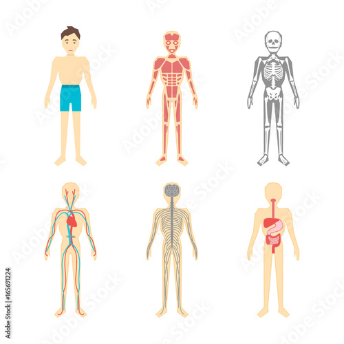 Cartoon Color Human Anatomical System Set. Vector