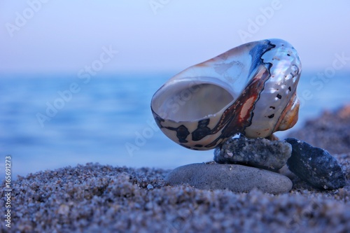 The seashell lying on the sandy shore of the sea 