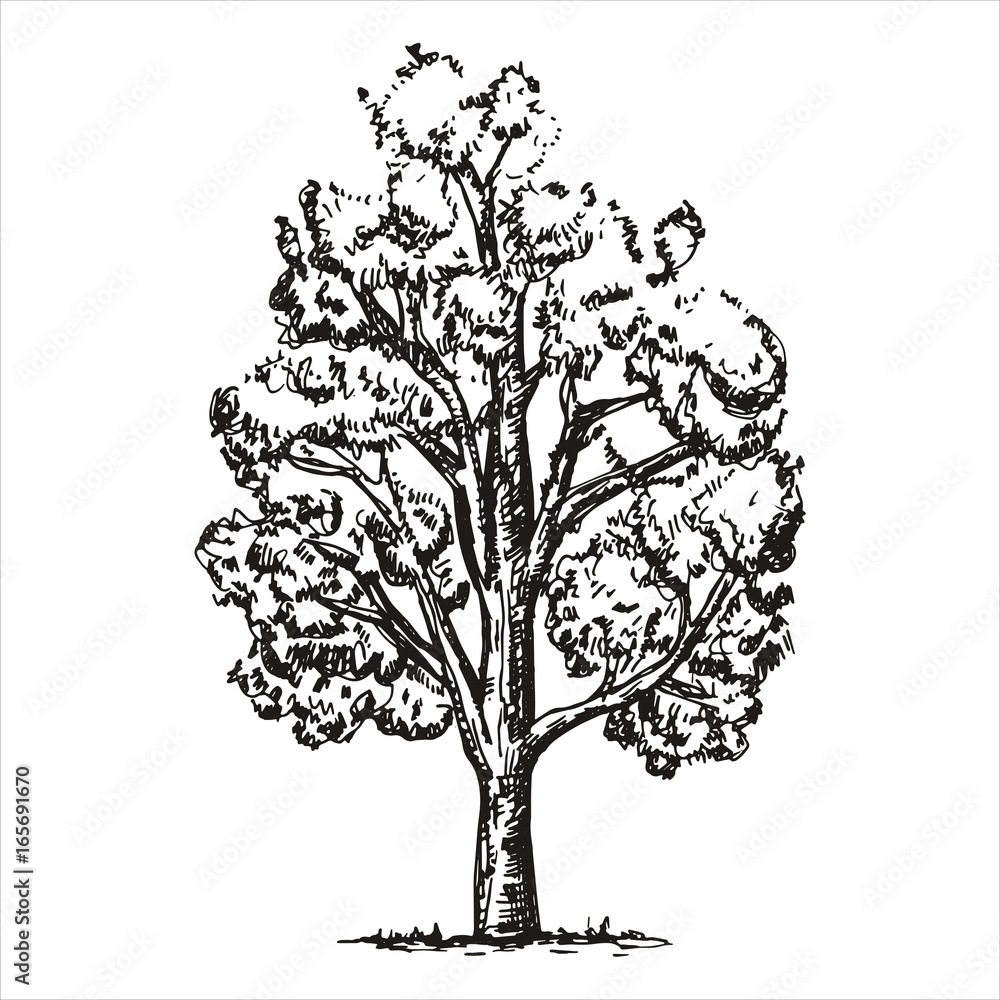 Large sketch tree on a white background. vector illustration. Hand-drawing isolated