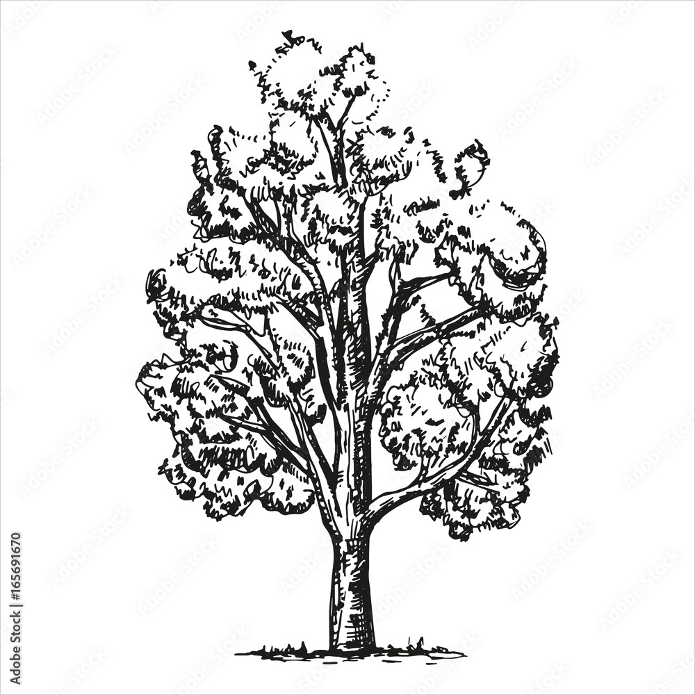 Obraz premium Large sketch tree on a white background. vector illustration. Hand-drawing isolated