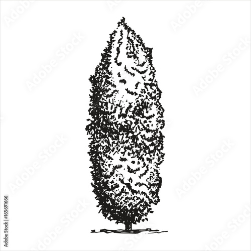 Tree thuya sketch. vector illustration. Hand drawing