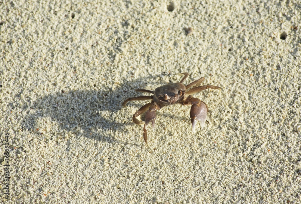 Crab on the beach in Hulhumale. Republic of the Maldives