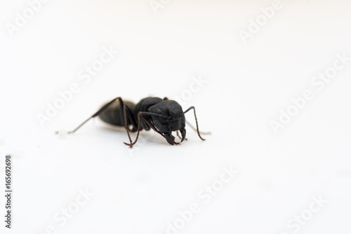 Single ant against white background photo