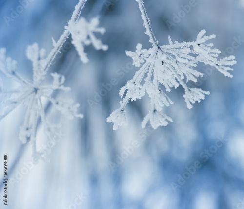 Plant in frost  , winter  nature background © Grandiflora