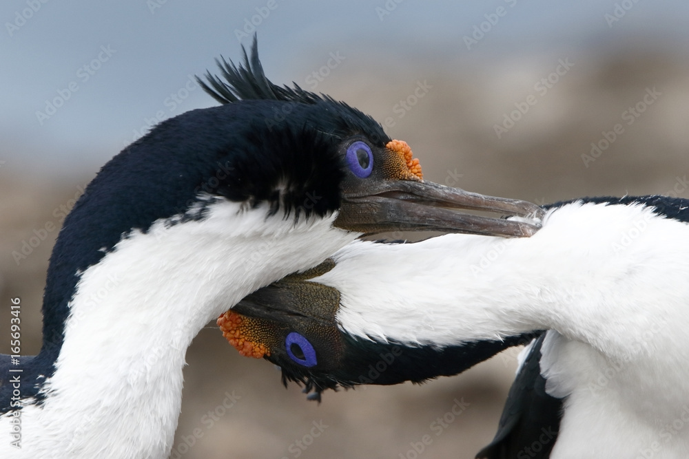 Imperial Shag (Leucocarbo atriceps), pair of adults in mutual preening courtship behaviour in breeding plumage in breeding colony, Sealion Island, Falkland Islands, November 2016