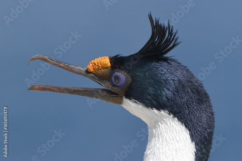 Imperial Shag (Leucocarbo atriceps), close up of head of calling adult in breeding plumage in breeding colony, Sealion Island, Falkland Islands, November 2016