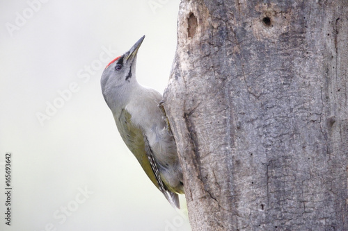 Grey-headed Woodpecker (Picus canus) adult perched on tree trunk in woodland, Danube delta, Romania, April 2017