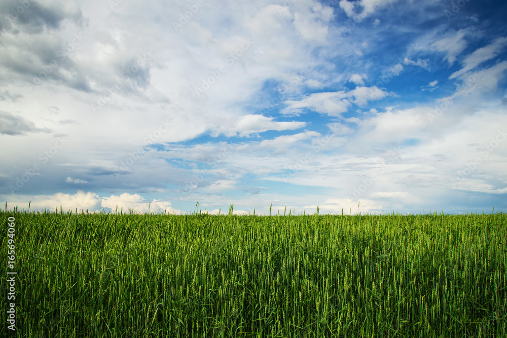 A field with the green ears of wheat on a background of a blue cloud sky. Russia, Siberia. A field with the green ears of wheat on a background of a blue cloud sky. Russia, Siberia.