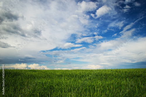 A field with the green ears of wheat on a background of a blue cloud sky. Russia, Siberia.