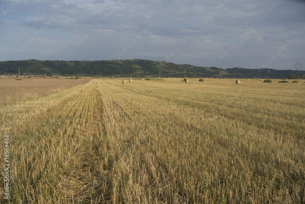 Harvest