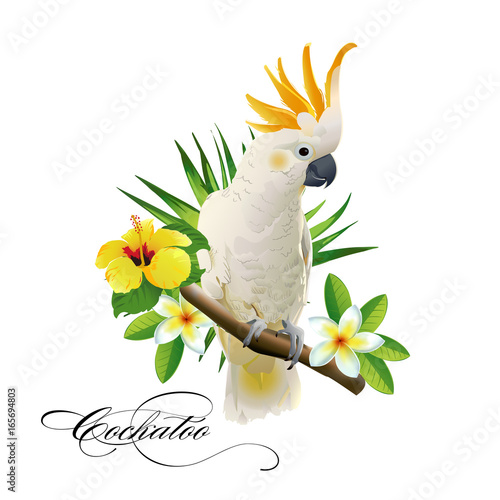 Parrot cockatoo on the tropical branches with leaves and flowers on white background. Vector illustration. photo