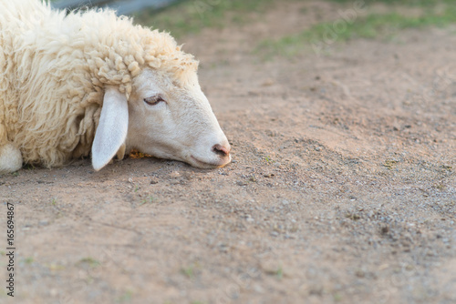 Boring sheep laying on the ground.