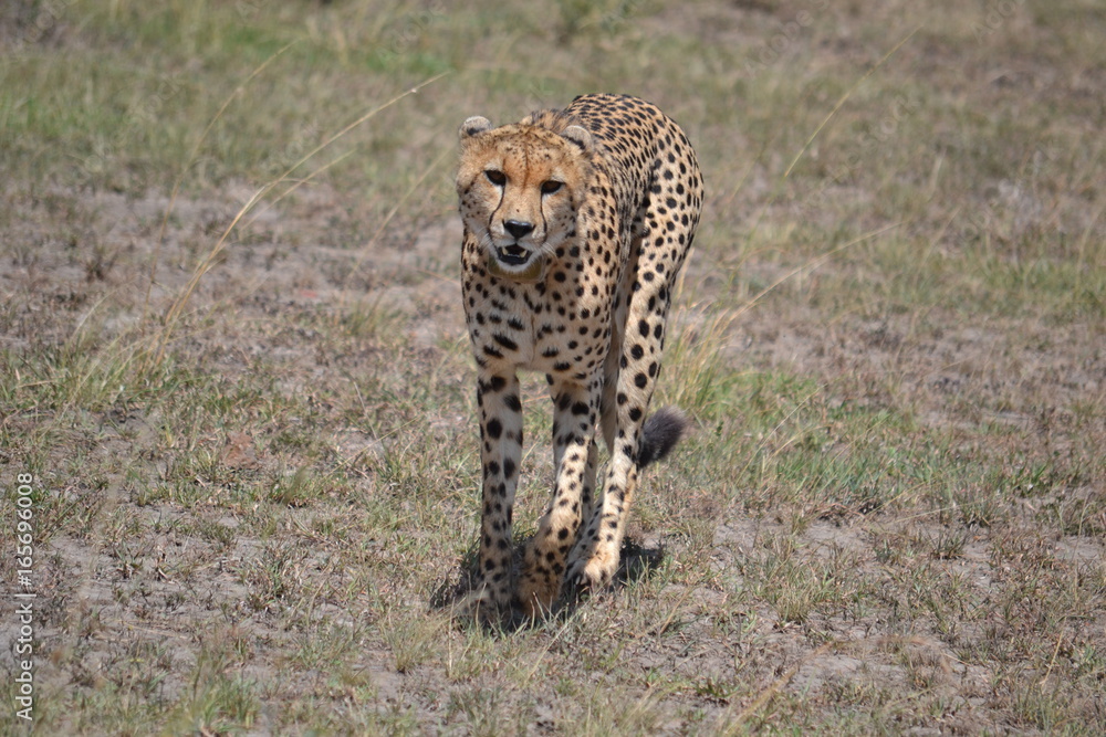 Cheetah in Africa Cheetah in Africa