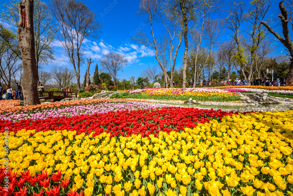 Traditional Tulip Festival in Emirgan Park, a historical urban park located in the Sariyer district of Istanbul, Turkey. Tourists visit and spend the weekend.ISTANBUL/TURKEY- APRIL 15,2017