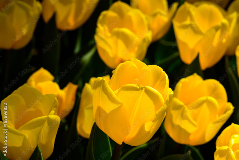 Obraz premium Background of blooming yellow tulips. Emirgan Park. Istanbul, Turkey.