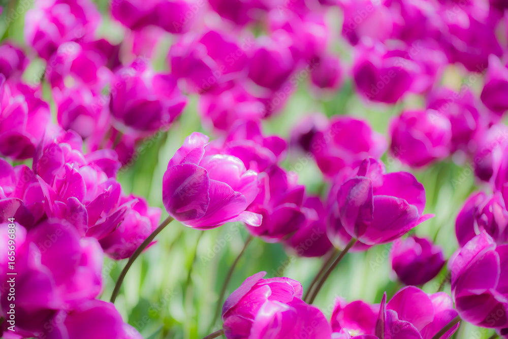 Obraz premium Background of blooming purple tulips. Emirgan Park. Istanbul, Turkey.