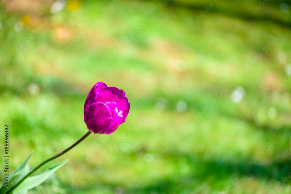 Fototapeta premium Background of blooming purple tulip with green background at Emirgan Park. Istanbul, Turkey.
