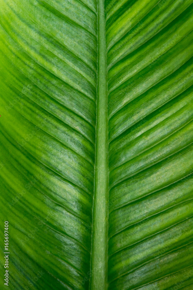 green leaf background texture green leaf background texture
