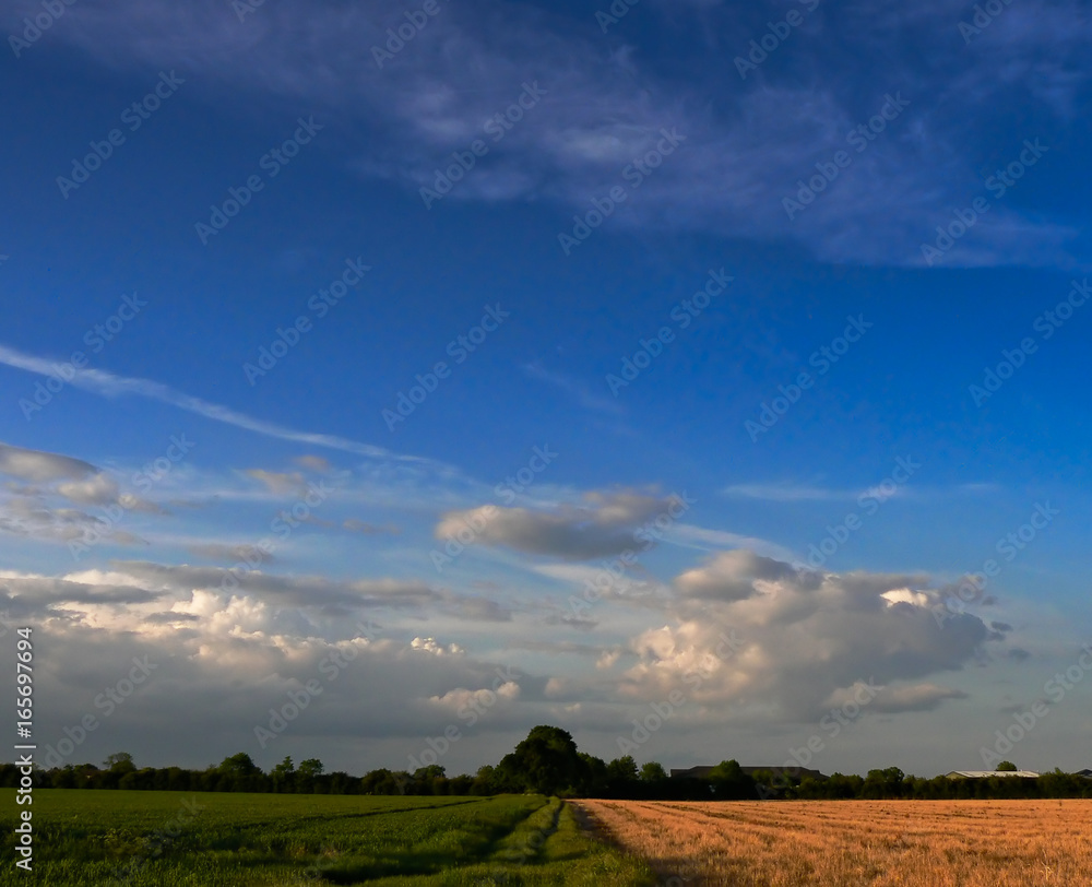 Path dividing fields under an afternoon blue sky in early summer